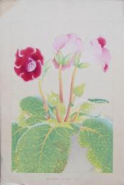 土屋楽山 木版画 洋草花譜『Gloxinia(グロキシニア)』