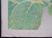 土屋楽山 木版画 洋草花譜『Gloxinia(グロキシニア)』