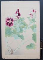 土屋楽山 木版画 洋草花譜『Pelargonium(ペラルゴニウム)』
