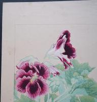 土屋楽山 木版画 洋草花譜『Pelargonium(ペラルゴニウム)』