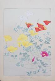 土屋楽山 木版画 洋草花譜『Eschscholtzia Californica(エスコルジア カリフォルニカ)』