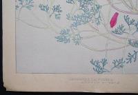 土屋楽山 木版画 洋草花譜『Eschscholtzia Californica(エスコルジア カリフォルニカ)』