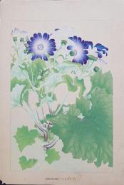 土屋楽山 木版画 洋草花譜『Cineraria(シネラリア)』