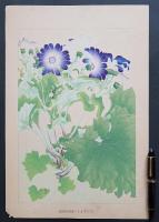 土屋楽山 木版画 洋草花譜『Cineraria(シネラリア)』
