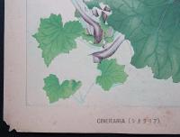 土屋楽山 木版画 洋草花譜『Cineraria(シネラリア)』
