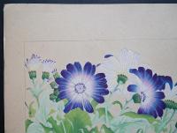 土屋楽山 木版画 洋草花譜『Cineraria(シネラリア)』