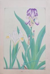 土屋楽山 木版画 洋草花譜『Iris(イリス)』