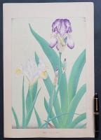 土屋楽山 木版画 洋草花譜『Iris(イリス)』