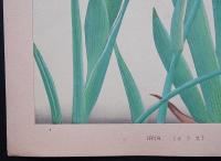 土屋楽山 木版画 洋草花譜『Iris(イリス)』