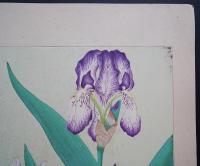 土屋楽山 木版画 洋草花譜『Iris(イリス)』