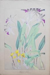 土屋楽山 木版画 洋草花譜『Cattleya(カトレア)/Dendrobium speciosum(デンドロビューム・スペシオサム)』