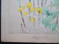 土屋楽山 木版画 洋草花譜『Cattleya(カトレア)/Dendrobium speciosum(デンドロビューム・スペシオサム)』