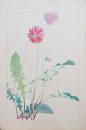 土屋楽山 木版画 洋草花譜『Gerbera(ゼルベラ)』
