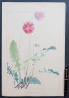 土屋楽山 木版画 洋草花譜『Gerbera(ゼルベラ)』