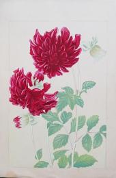 土屋楽山 木版画 洋草花譜『Dahlia(ダリア)』