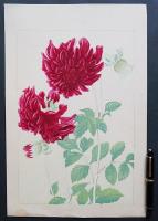土屋楽山 木版画 洋草花譜『Dahlia(ダリア)』