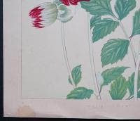 土屋楽山 木版画 洋草花譜『Dahlia(ダリア)』