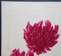土屋楽山 木版画 洋草花譜『Dahlia(ダリア)』