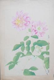 土屋楽山 木版画 洋草花譜『Dahlia(ダリア) 2』
