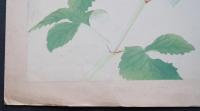 土屋楽山 木版画 洋草花譜『Dahlia(ダリア) 2』