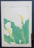 土屋楽山 木版画 洋草花譜『Callalily(カラーリリー)』