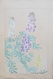土屋楽山 木版画 洋草花譜『Lupinus polyphyllus(ルピヌス・ポリフィラス)』