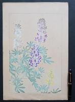 土屋楽山 木版画 洋草花譜『Lupinus polyphyllus(ルピヌス・ポリフィラス)』