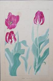 土屋楽山 木版画 洋草花譜『Tulip (チューリップ)』