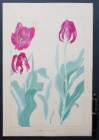 土屋楽山 木版画 洋草花譜『Tulip (チューリップ)』