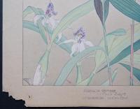 土屋楽山 木版画 洋草花譜『Sobralia veitchii(ソブラリア・ビッチィー)/Epidendrum(エピデンドラム)』