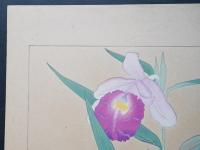 土屋楽山 木版画 洋草花譜『Sobralia veitchii(ソブラリア・ビッチィー)/Epidendrum(エピデンドラム)』