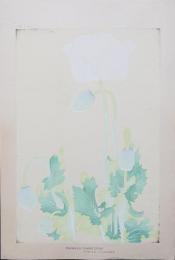土屋楽山 木版画 洋草花譜『パパベン ソムニフェルム(Papaven Somniferum)』
