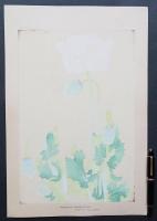 土屋楽山 木版画 洋草花譜『パパベン ソムニフェルム(Papaven Somniferum)』