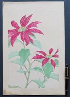 土屋楽山 木版画 洋草花譜 『Poinsettia(ポインセッチア)』