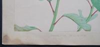 土屋楽山 木版画 洋草花譜 『Poinsettia(ポインセッチア)』