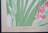 土屋楽山 木版画 洋草花譜 『Gladiolus(グラディオラス)』