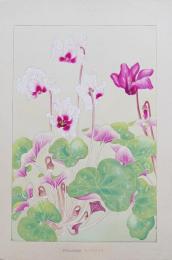 土屋楽山 木版画 洋草花譜 『Syclamen(シクラメン)』