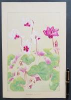 土屋楽山 木版画 洋草花譜 『Syclamen(シクラメン)』
