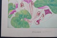 土屋楽山 木版画 洋草花譜 『Syclamen(シクラメン)』