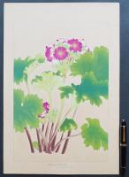 土屋楽山 木版画 洋草花譜 『Primula Sinensis(プリムラ・シネンシス)』