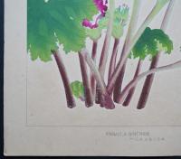 土屋楽山 木版画 洋草花譜 『Primula Sinensis(プリムラ・シネンシス)』