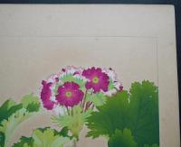 土屋楽山 木版画 洋草花譜 『Primula Sinensis(プリムラ・シネンシス)』