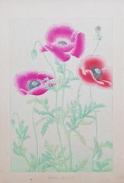 土屋楽山 木版画 洋草花譜 『Poppy(ポッピィ)』