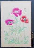 土屋楽山 木版画 洋草花譜 『Poppy(ポッピィ)』