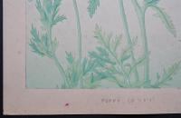 土屋楽山 木版画 洋草花譜 『Poppy(ポッピィ)』