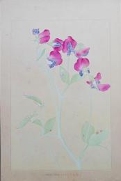 土屋楽山 木版画 洋草花譜 『Sweet Pea(スイートピイ)』