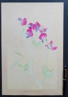 土屋楽山 木版画 洋草花譜 『Sweet Pea(スイートピイ)』