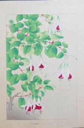 土屋楽山 木版画 洋草花譜 『Fuchsia(フクシヤ)』