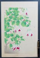 土屋楽山 木版画 洋草花譜 『Fuchsia(フクシヤ)』