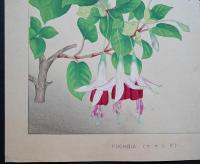 土屋楽山 木版画 洋草花譜 『Fuchsia(フクシヤ)』